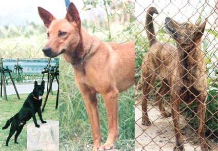 中国人国产犬视频,探寻中国本土犬种的独特魅力